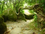 Bosque de Sintra