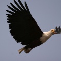 Aguila pescadora Aficana