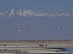 Flamencos sobrevolando el Salar de Atacama