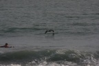 Pelicano pardo