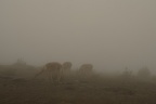 Guanacos en la niebla