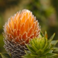Chuquiragua, planta típica de los Andes