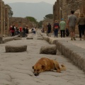 Perro descansando en Pompeya