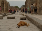 Perro descansando en Pompeya