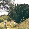 Cactus en Yagüi