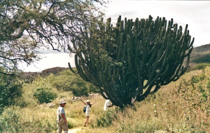 Cactus en Yagüi