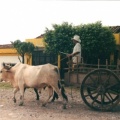 Carro tirado por vacas