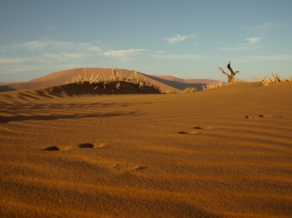 Pisadas en el Namib
