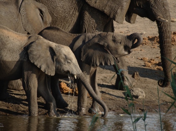 Elefantes bebiendo