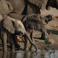 Elefantes bebiendo