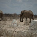 Elefantes en Ethosa