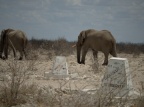 Elefantes en Ethosa