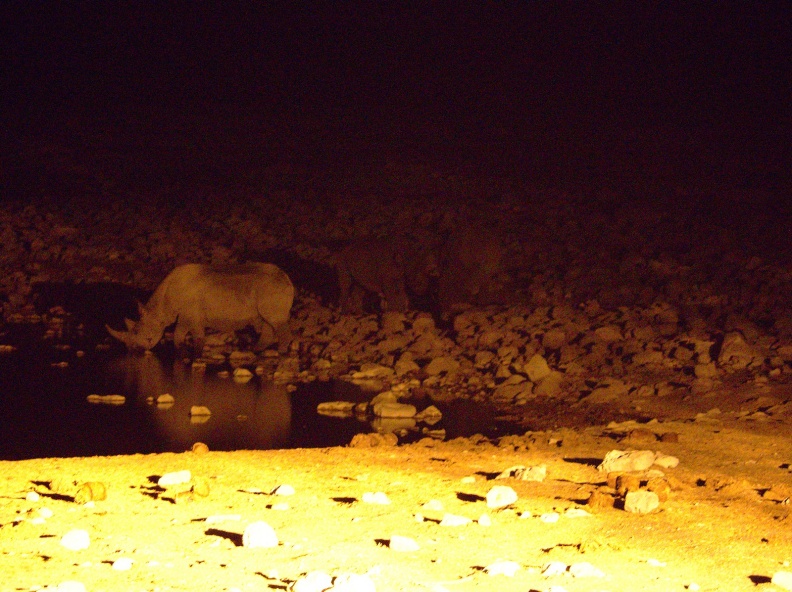 Rinoceronte en la charca de Okaukuejo