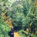 Bosque de Buçaco