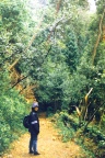 Bosque de Buçaco
