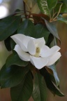 Flor de Ficus