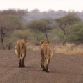 Leonas en el Kruger