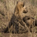 Crías de hiena