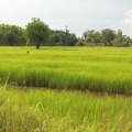 Campos de arroz