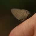 Mariposa en el dedo de Pili