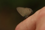 Mariposa en el dedo de Pili