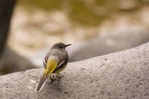 Lavandera en el Barranco de las Angustias