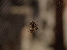 Araña en su tela