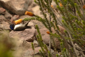 Colibrí del Chimborazo